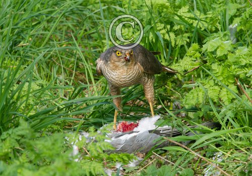 Sparrow Hawk on a Wood Pigeon DM1482